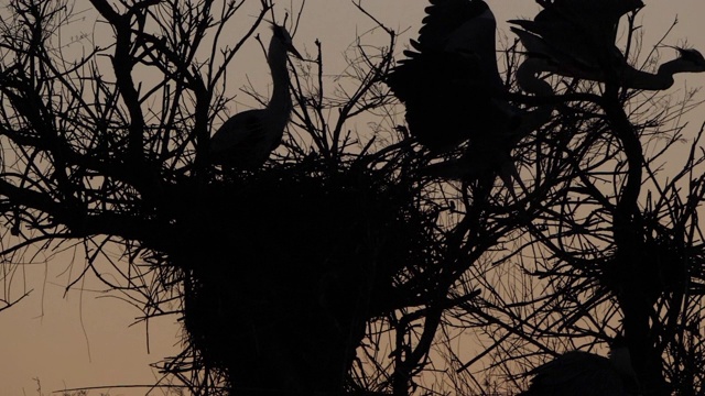 苍鹭，Ardea cinerea，日落，法国，Camargue视频素材