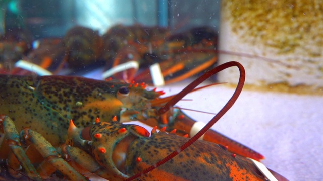 餐厅水族馆里活的带爪子的龙虾。视频素材