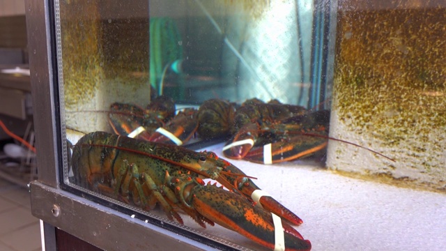 餐厅水族馆里活的带爪子的龙虾。视频素材