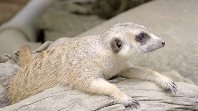 猫鼬特写(Suricata suricatta)。手持拍摄的视频素材