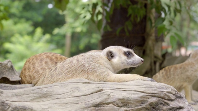 猫鼬特写(Suricata suricatta)。手持拍摄的视频素材