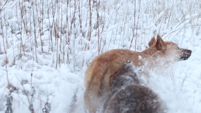 狗狗们在雪地上用慢动作追赶视频素材