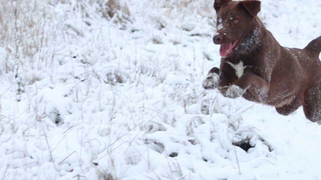 美丽的狗骑在雪地上的慢镜头视频素材