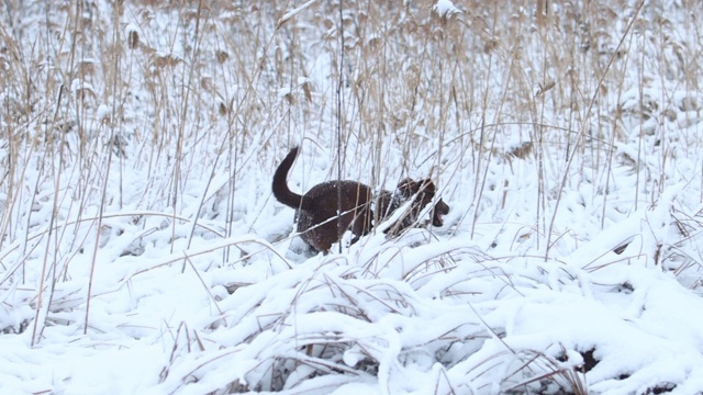 狗在雪地上慢镜头奔跑视频素材