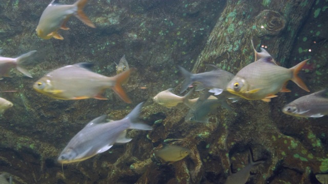 美丽的水族馆里的亚洲鲤鱼。视频素材