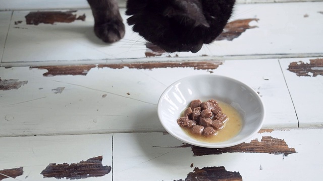 地板上盘子里自制的黑色猫食。宠物食品。关闭了。视频素材