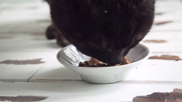 地板上盘子里自制的黑色猫食。宠物食品。关闭了。视频素材