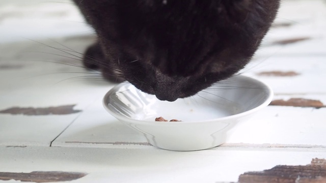 地板上盘子里自制的黑色猫食。宠物食品。关闭了。视频素材