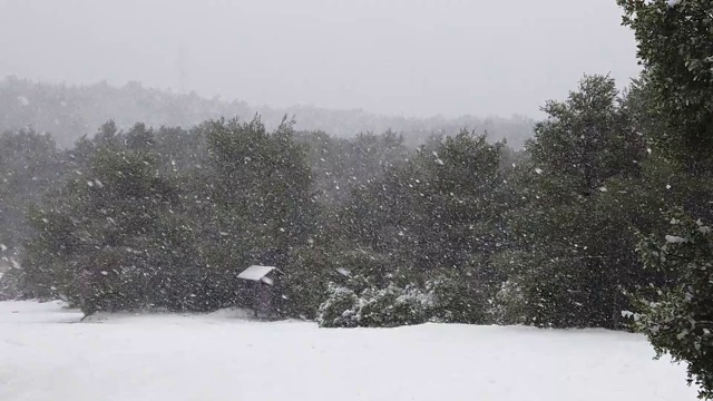 雪在森林中飘落的慢动作视频素材