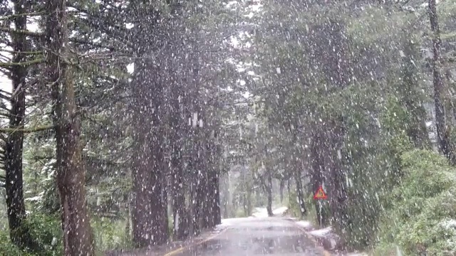 雪在森林中飘落的慢动作视频素材