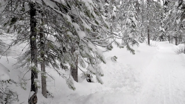 徒步穿越白雪覆盖的树林视频素材