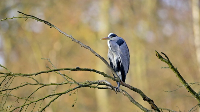 苍鹭，Ardea cinerea视频素材