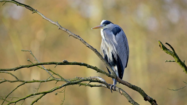 苍鹭，Ardea cinerea视频素材