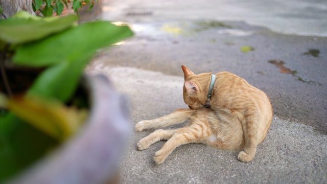 黄色的猫舔着腿和尾巴在地板上视频素材