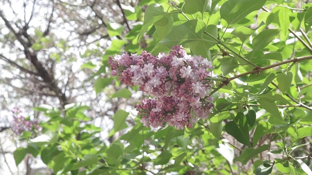 树枝上的丁香花。春季开花植物视频素材