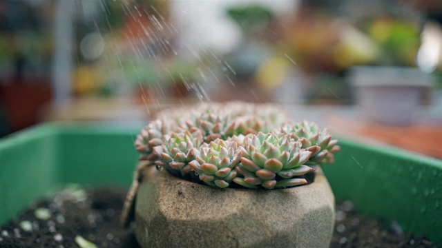 多汁的植物浇水视频素材