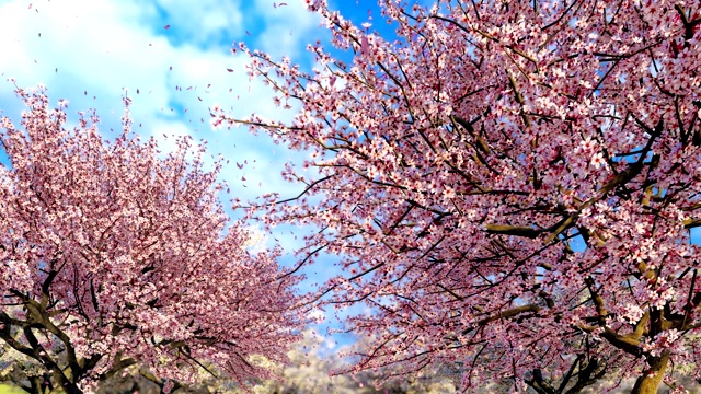 盛开的樱花和花瓣在蓝天的背景下缓缓落下视频素材