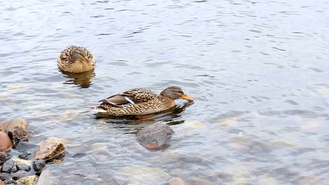 大量的野鸭、野鸭在浑浊的水面上游泳。全景视频素材