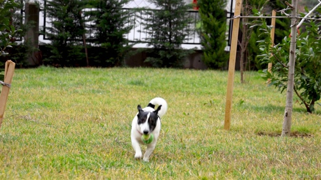 美丽活泼的杰克罗素梗犬在镜头前奔跑视频素材