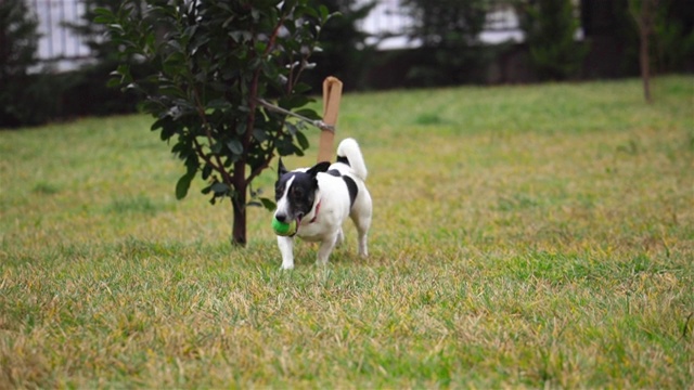 美丽活泼的杰克罗素梗犬在镜头前奔跑视频素材