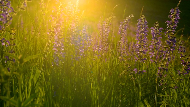 温暖的夏日阳光照耀着野生的草地视频素材