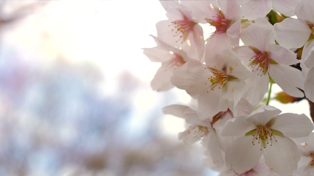 日本樱花视频素材