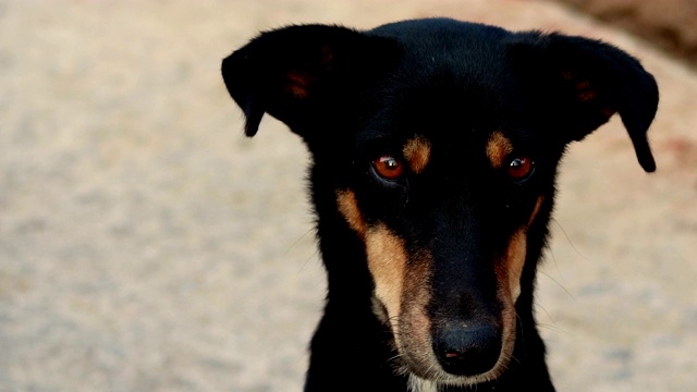 黑色猎犬视频素材