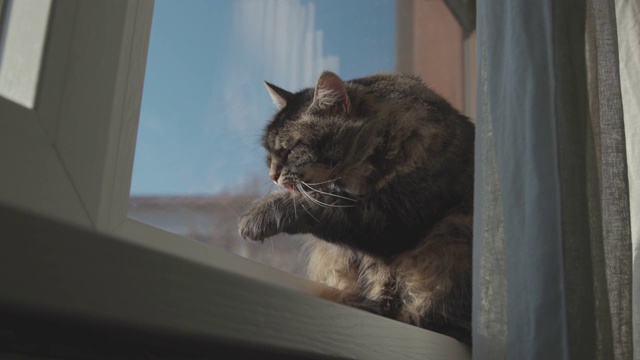 坐在窗边梳理毛发的猫视频素材