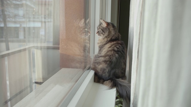 可爱的小猫坐在窗台上，环顾四周视频素材