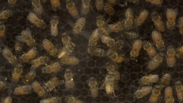 蜂箱里的蜜蜂特写视频下载