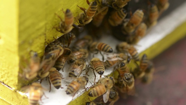 蜂箱里的蜜蜂特写视频下载