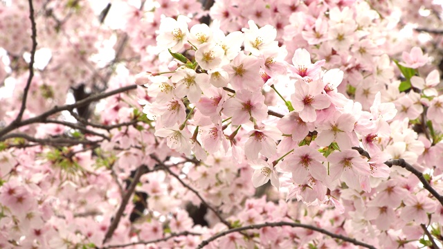 日本的樱花视频素材