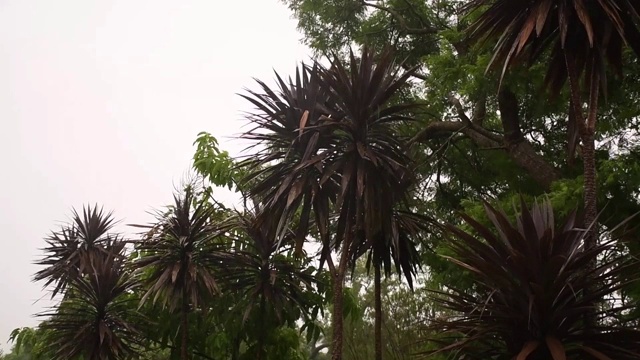 大雨和大风使棕榈树摇晃视频素材