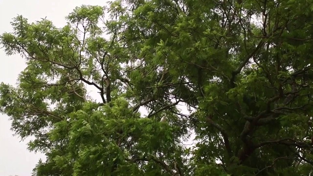 一场暴风雨中树上的硫冠凤头鹦鹉视频素材