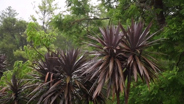 暴雨和强风使棕榈树摇晃视频素材