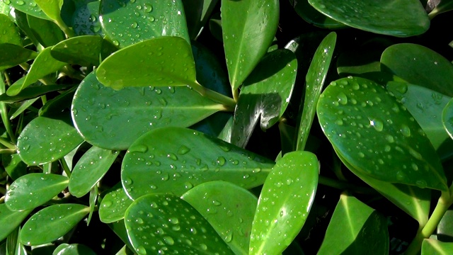 雨后的森林:绿叶上的雨滴。视频素材