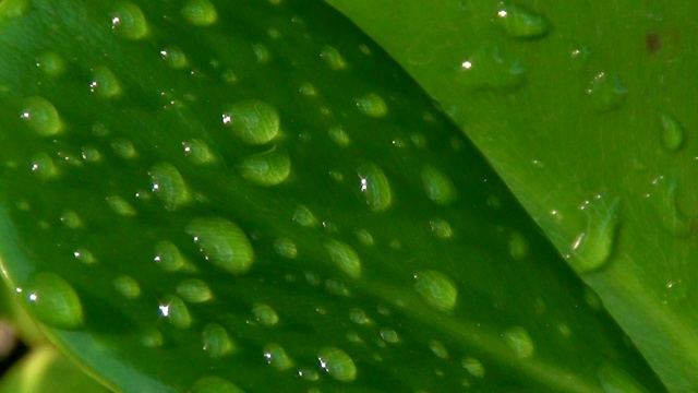 雨后的森林:绿叶上的雨滴。视频素材