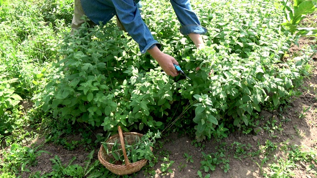 园丁草药采摘采摘新鲜的薄荷香草视频素材