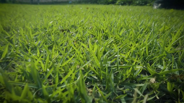 草坪在缓慢的动作和跑过草地-飞越绿色的草坪视频素材