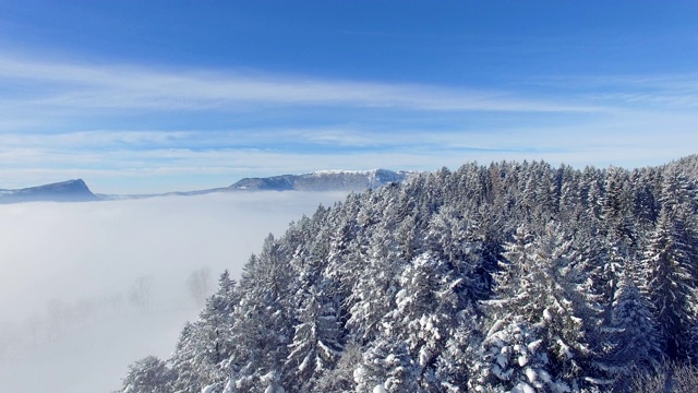 在一个阳光明媚的日子里，在白雪覆盖的森林上空飞行视频素材