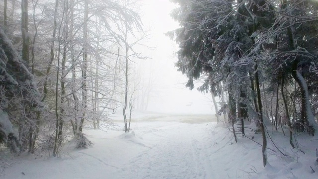 飞过一条小路，穿过一条白雪皑皑、雾蒙蒙的森林视频下载