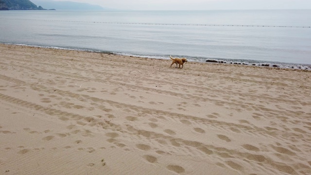 在海滩上奔跑的狗。狗入海视频素材