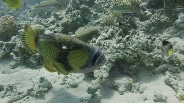 Titan Triggerfish (Balistoides viridescens)在清洁站清洁清洁鱼。热带珊瑚园的生活。色彩斑斓的热带海洋上的鱼视频素材