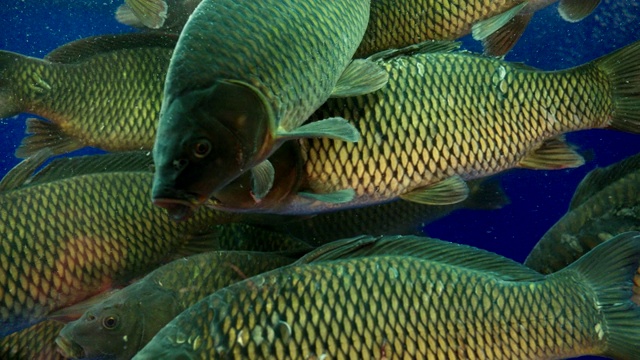 大鱼游泳在清晰的水族箱近景慢动作视频素材画面1