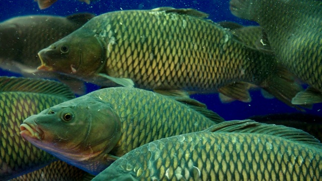 大鱼游泳在清晰的水族箱近景慢动作视频素材画面2