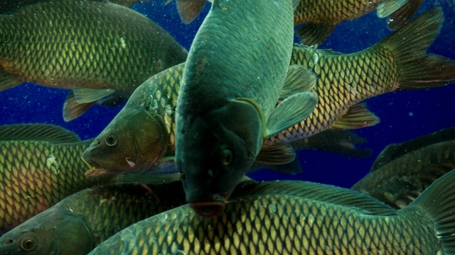 大鱼游泳在清晰的水族箱近景慢动作视频素材画面3