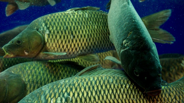 大鱼游泳在清晰的水族箱近景慢动作视频素材画面4