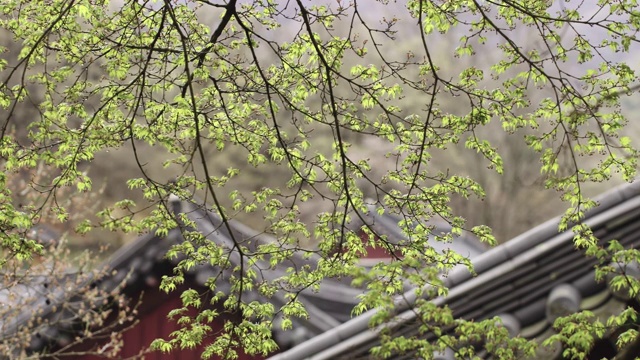 韩国全罗南道顺天溪松光沙寺枫树上的花蕾视频素材