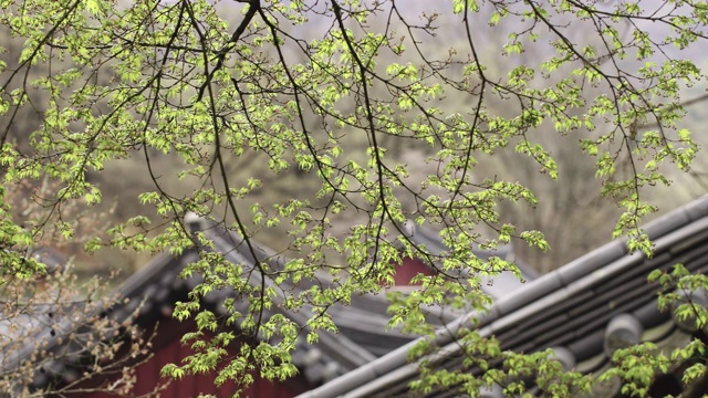 韩国全罗南道顺天溪松光沙寺枫树上的花蕾视频素材画面1
