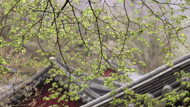 韩国全罗南道顺天溪松光沙寺枫树上的花蕾视频素材画面2